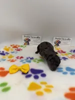 Merle female , a female Poodle - Toy  for sale in Lyons, GA – 4 of 5
