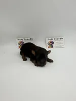 Phantom Male , a male Poodle - Toy  for sale in Lyons, GA – 2 of 4