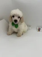 Male TINY , a male Poodle - Toy  for sale in Lyons, GA – 2 of 2