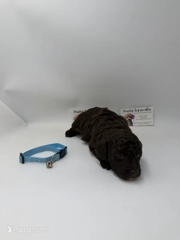 Chocolate Male – Poodle - Toy  puppy for sale in Lyons, GA