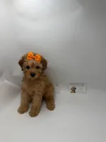 Red female NO DEPOSIT , a female Poodle - Toy  for sale in Lyons, GA – 2 of 5