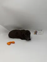 Chocolate Female, a female Poodle - Toy  for sale in Lyons, GA – 1 of 2