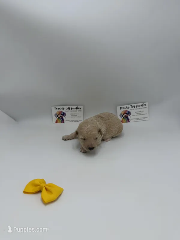 Female 3 – Poodle - Toy  puppy for sale in Lyons, GA