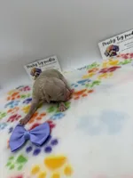 Female 3, a female Poodle - Toy  for sale in Lyons, GA – Photo 2 of 3