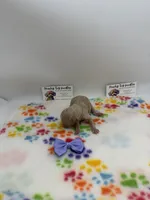 Female 3, a female Poodle - Toy  for sale in Lyons, GA – Photo 3 of 3