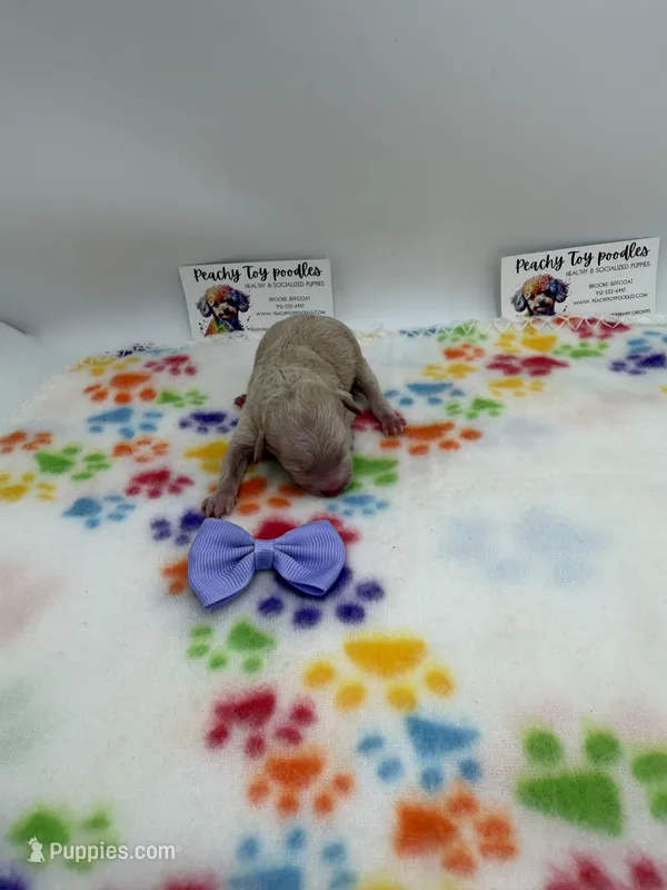 Female 3 – Poodle - Toy  puppy for sale in Lyons, GA