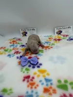 Female 3, a female Poodle - Toy  for sale in Lyons, GA – Photo 1 of 3