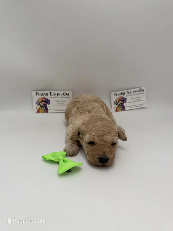 Female 3 – Poodle - Toy  puppy for sale in Lyons, GA