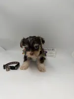 Ckc male TINY, a male Yorkshire Terrier for sale in Lyons, GA – 4 of 5