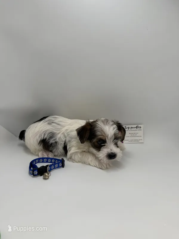 Male ckc – Yorkshire Terrier puppy for sale in Lyons, GA