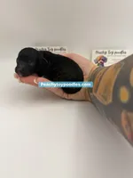 TINY phantom black and tan , a male Poodle - Toy  for sale in Lyons, GA – 2 of 2