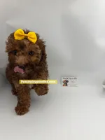 Sassy - CKC, a female Poodle - Toy  for sale in Lyons, GA – 3 of 3