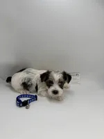 Male ckc, a male Yorkshire Terrier for sale in Lyons, GA – 2 of 3