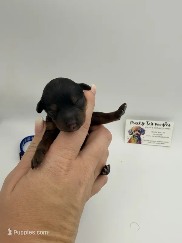Phantom male – Poodle - Toy  puppy for sale in Lyons, GA