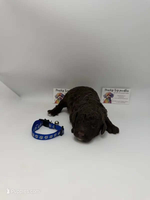 Chocolate Male – Poodle - Toy  puppy for sale in Lyons, GA