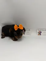 TINY  Female CKC, a female Yorkshire Terrier for sale in Lyons, GA – 3 of 5