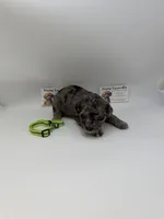 Merle male, a male Poodle - Toy  for sale in Lyons, GA – 3 of 3