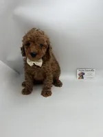 Red male CKC ready now , a male Poodle - Toy  for sale in Lyons, GA – Photo 2 of 2