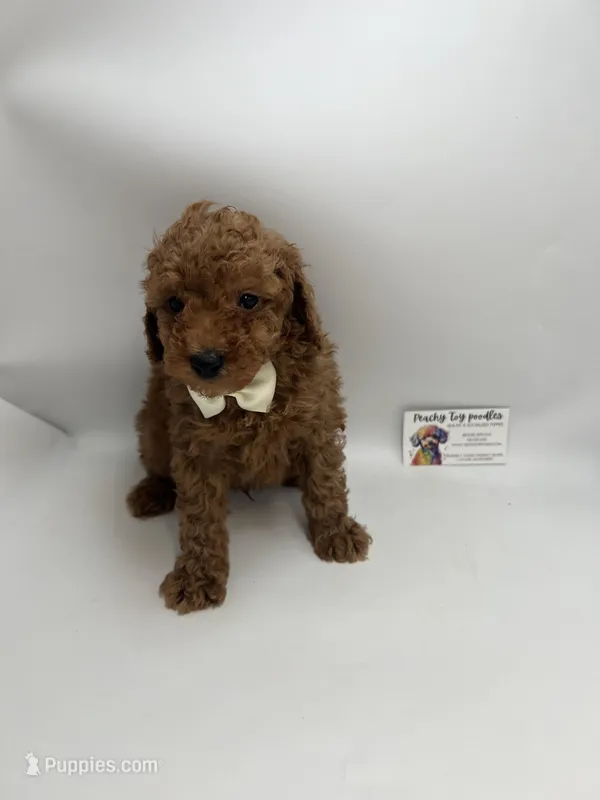 Red male CKC ready now , a male Poodle - Toy  for sale in Lyons, GA – Photo 1 of 2