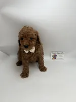 Red male CKC ready now , a male Poodle - Toy  for sale in Lyons, GA – Photo 1 of 2