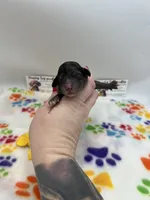 Merle female , a female Poodle - Toy  for sale in Lyons, GA – Photo 2 of 2