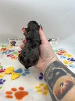 Merle female , a female Poodle - Toy  for sale in Lyons, GA – Photo 1 of 2