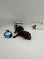 Chocolate merle male, a male Poodle - Toy  for sale in Lyons, GA – 2 of 3