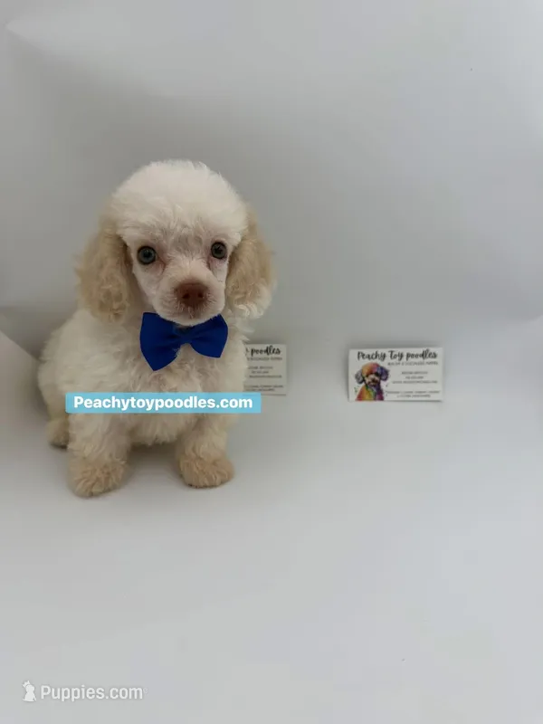 Snowman- CKC- TINY  – Poodle - Toy  puppy for sale in Lyons, GA