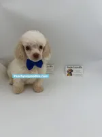 Snowman- CKC- TINY , a male Poodle - Toy  for sale in Lyons, GA – 1 of 3
