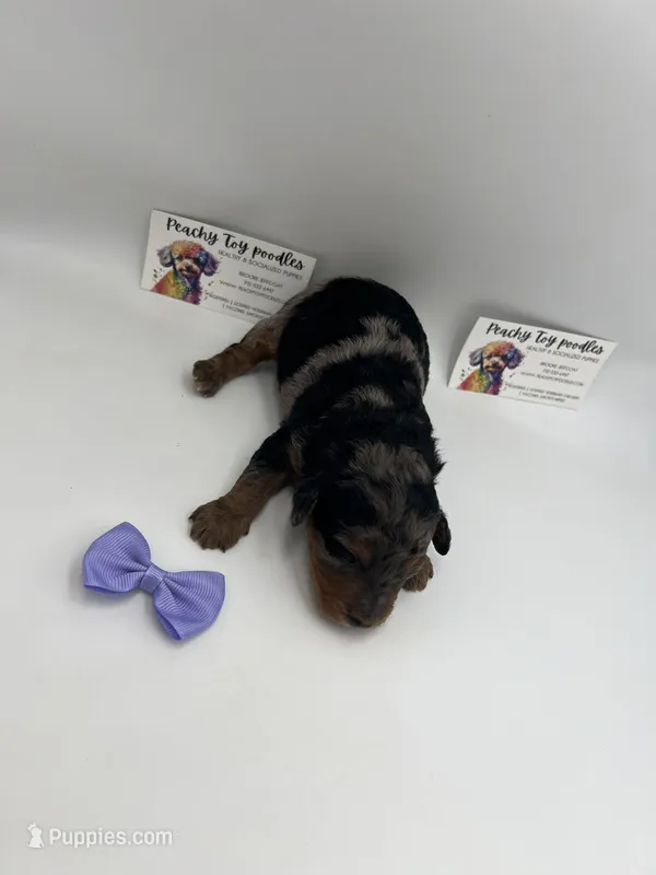 Phantom Merle Female  – Poodle - Toy  puppy for sale in Lyons, GA