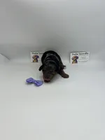 Phantom Merle Female , a female Poodle - Toy  for sale in Lyons, GA – Photo 3 of 4