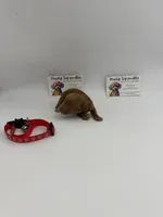 TINY dark apricot male , a male Poodle - Toy  for sale in Lyons, GA – 3 of 3
