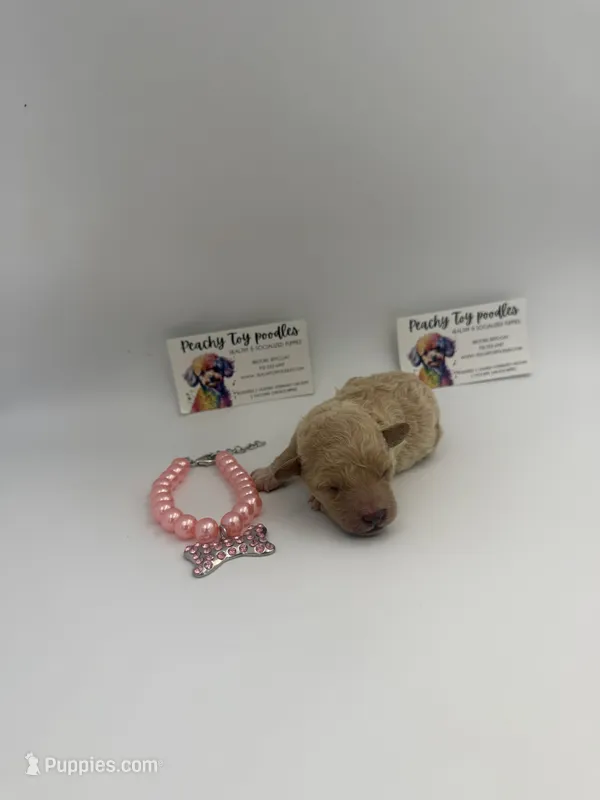 Apricot female , a female Poodle - Toy  for sale in Lyons, GA – 1 of 4