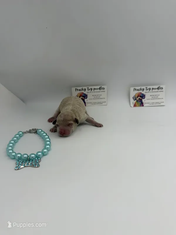 Cream female – Poodle - Toy  puppy for sale in Lyons, GA