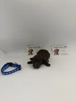 Chocolate Male, a male Poodle - Toy  for sale in Lyons, GA – 2 of 3