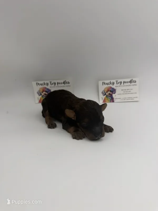 Phantom Male  – Poodle - Toy  puppy for sale in Lyons, GA