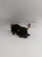 Phantom Male , a male Poodle - Toy  for sale in Lyons, GA – 1 of 4