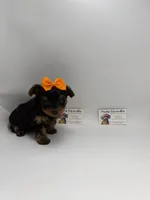 TINY  Female CKC, a female Yorkshire Terrier for sale in Lyons, GA – 2 of 5