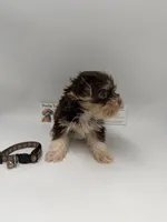 Ckc male TINY, a male Yorkshire Terrier for sale in Lyons, GA – 2 of 5