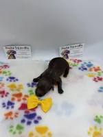 Chocolate Female, a female Poodle - Toy  for sale in Lyons, GA – Photo 5 of 5