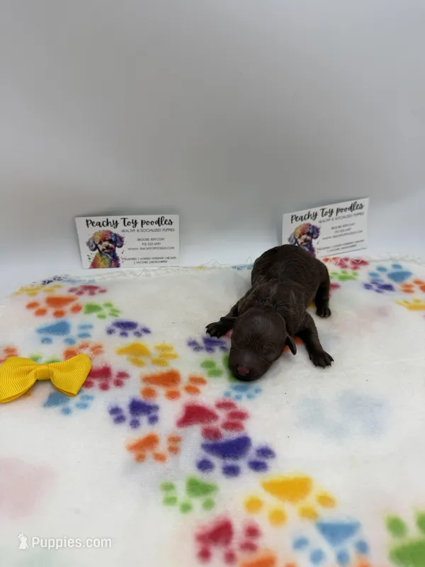 Chocolate Female – Poodle - Toy  puppy for sale in Lyons, GA