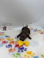 Chocolate Female, a female Poodle - Toy  for sale in Lyons, GA – Photo 2 of 5