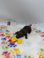 Chocolate Female, a female Poodle - Toy  for sale in Lyons, GA – Photo 3 of 5