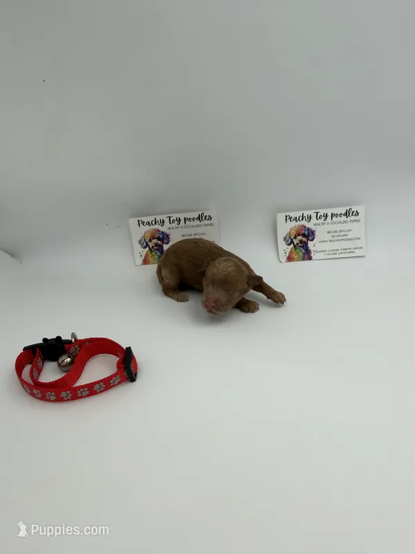 TINY dark apricot male  – Poodle - Toy  puppy for sale in Lyons, GA