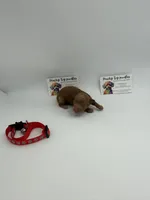 TINY dark apricot male , a male Poodle - Toy  for sale in Lyons, GA – 1 of 3