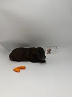 Chocolate Female, a female Poodle - Toy  for sale in Lyons, GA – 2 of 2