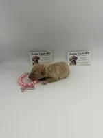 Apricot female , a female Poodle - Toy  for sale in Lyons, GA – 2 of 4