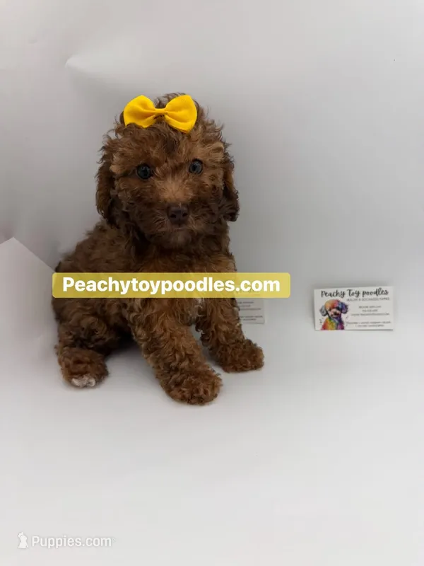 Sassy - CKC – Poodle - Toy  puppy for sale in Lyons, GA