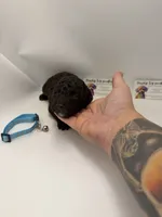 Chocolate Male, a male Poodle - Toy  for sale in Lyons, GA – 3 of 3
