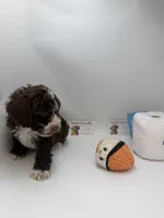 Chocolate tuxedo mayo, a male Poodle - Toy  for sale in Lyons, GA – 2 of 3